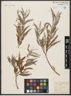 Foto von Salix alba L.